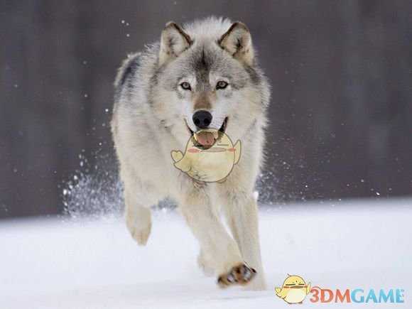 《漫漫长夜》真相探寻 游戏背景详细分析