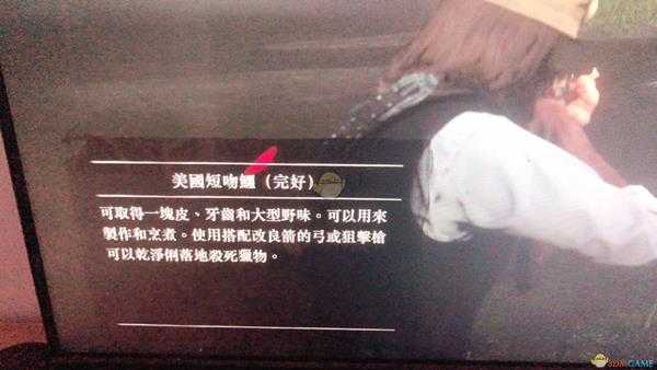 荒野大镖客2完美皮打猎技巧