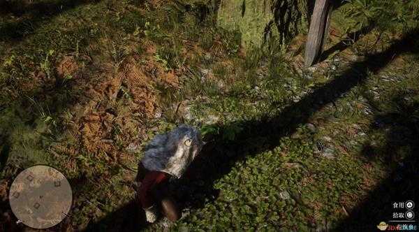 《荒野大镖客2》全草药植物位置一览