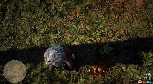 《荒野大镖客2》全草药植物位置一览