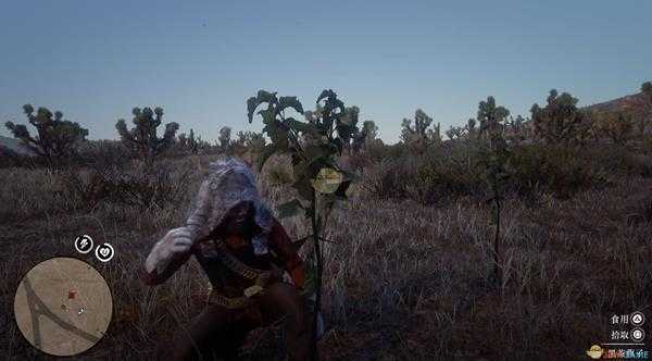 《荒野大镖客2》全草药植物位置一览