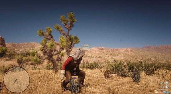 《荒野大镖客2》全草药植物位置一览