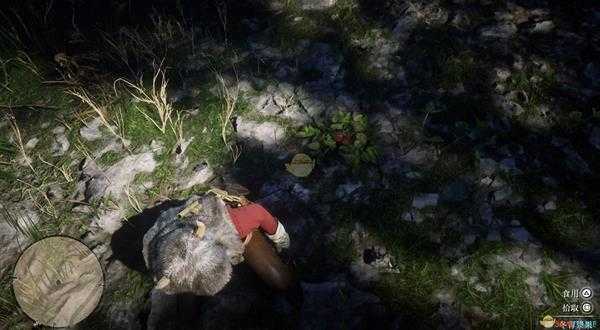 《荒野大镖客2》全草药植物位置一览