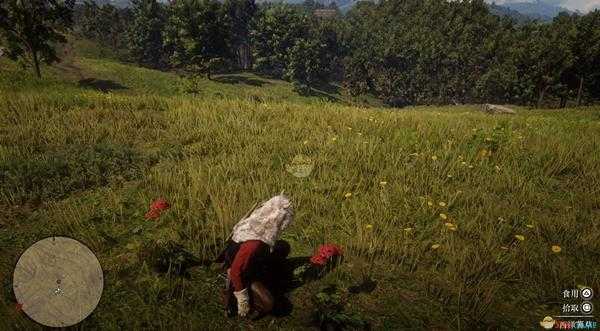 《荒野大镖客2》全草药植物位置一览