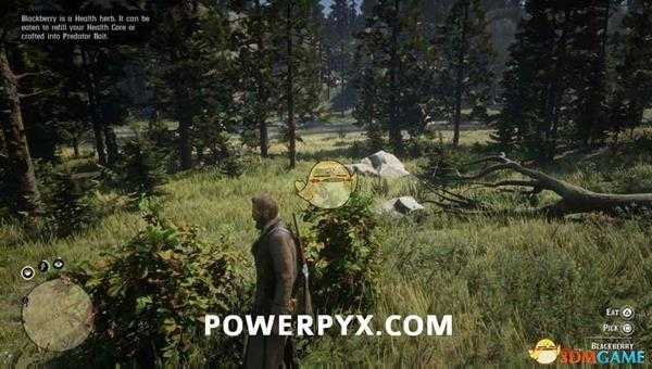 《荒野大镖客2》黑莓采集位置介绍