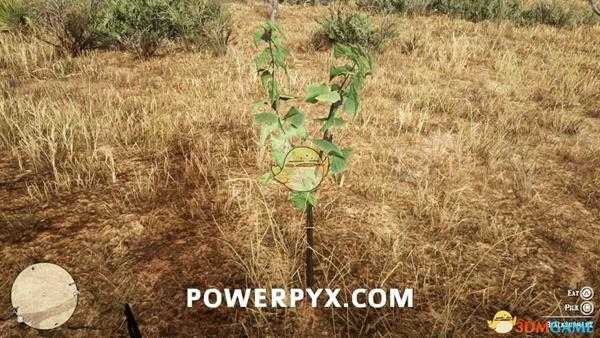 《荒野大镖客2》黑加仑采集位置介绍