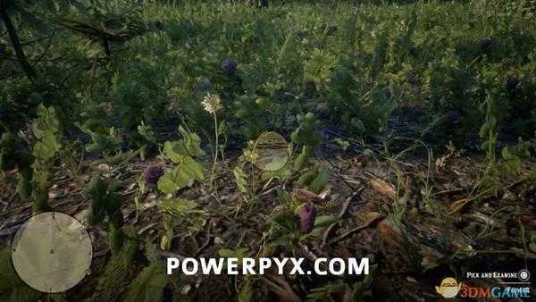 《荒野大镖客2》仙履兰采集位置介绍