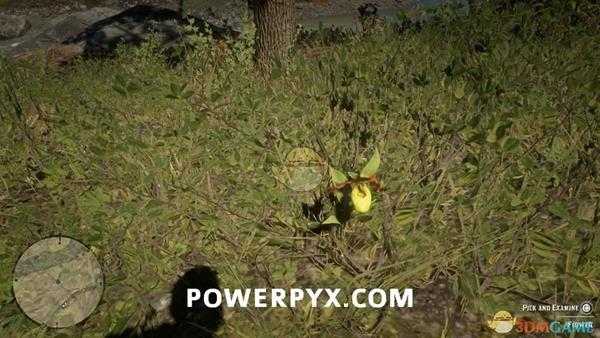 《荒野大镖客2》小黄花杓兰采集位置介绍