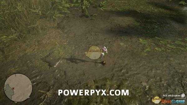 《荒野大镖客2》皇后杓兰采集位置介绍