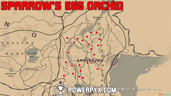 《荒野大镖客2》麻雀蛋杓兰采集位置介绍