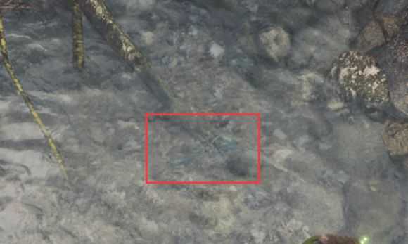 《怪物猎人：世界》蛇麻古比鱼在那抓