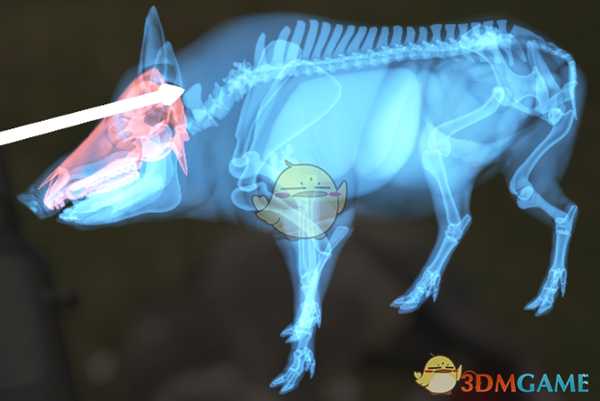 《猎人：荒野的呼唤》野猪步枪速杀攻略