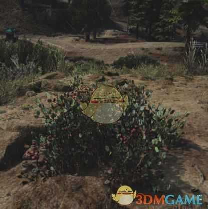 《往日不再》刚毛曼陀罗收集地点与外形一览