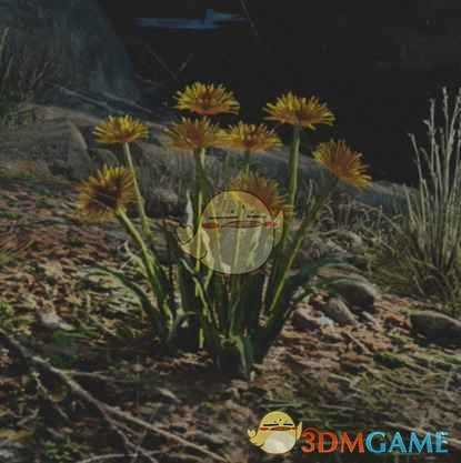 《往日不再》Agoseris收集地点与外形一览