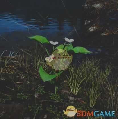 《往日不再》箭头花收集地点与外形一览