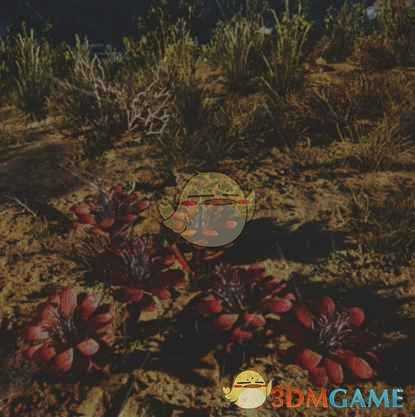 《往日不再》苦根花收集地点与外形一览