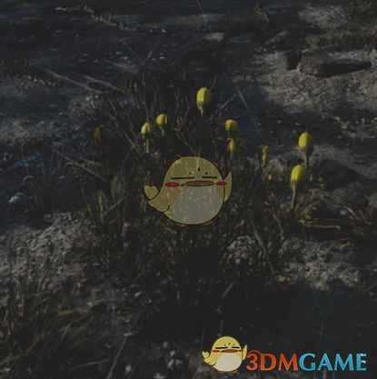 《往日不再》母菊收集地点与外形一览