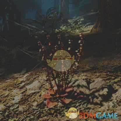 《往日不再》酸浆菜收集地点与外形一览