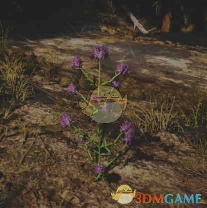 《往日不再》拟美国薄荷收集地点与外形一览