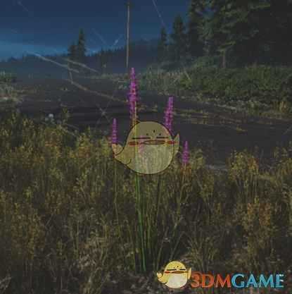 《往日不再》薰衣草收集地点与外形一览