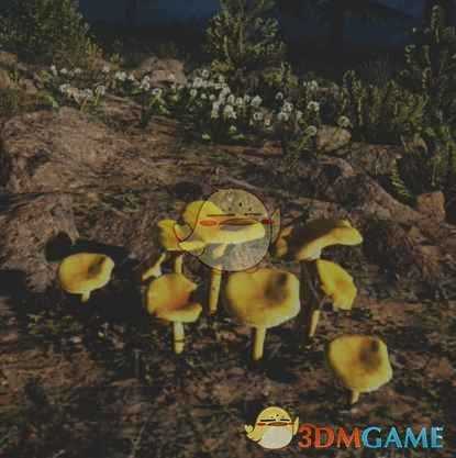 《往日不再》金色鸡油菌收集地点与外形一览