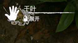 《绿色地狱》小堆叶子食用效果一览