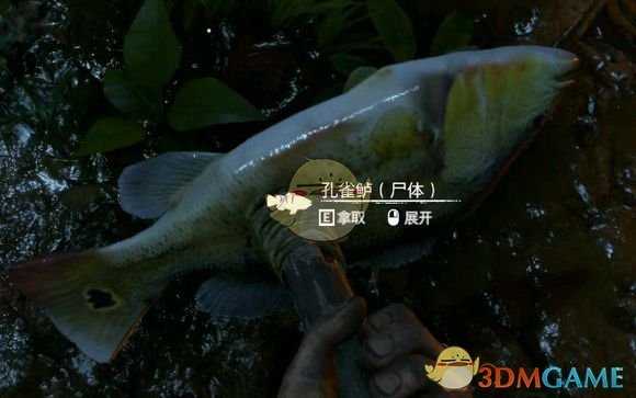 《绿色地狱》孔雀鲈食用效果一览