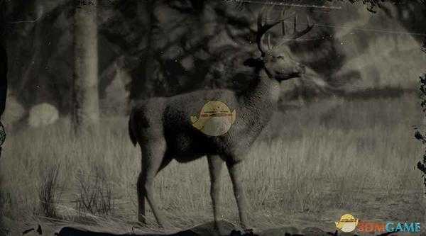 《荒野大镖客2》白尾公鹿图鉴一览