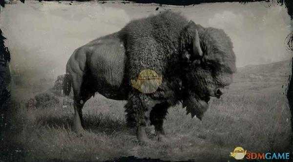 《荒野大镖客2》美洲野牛图鉴一览