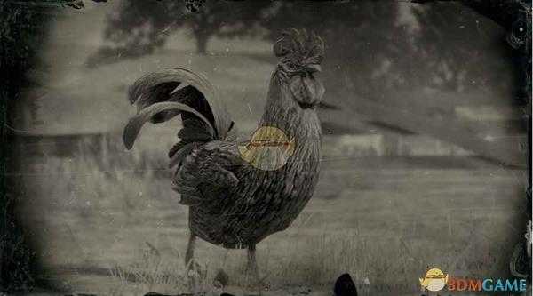 《荒野大镖客2》爪哇公鸡图鉴一览