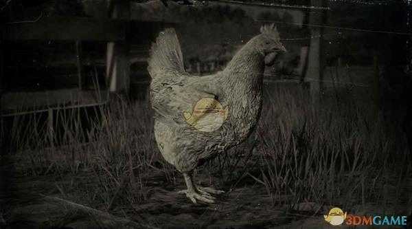 《荒野大镖客2》来航鸡图鉴一览