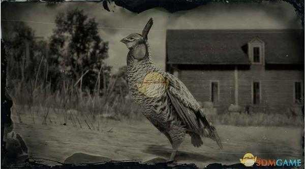 《荒野大镖客2》草原松鸡图鉴一览