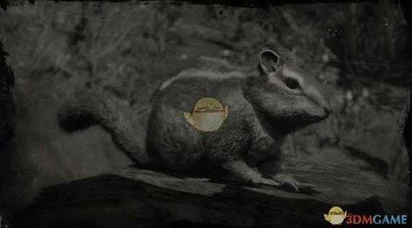 《荒野大镖客2》西部花鼠图鉴一览