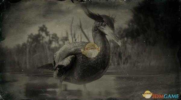 《荒野大镖客2》双冠鸬鹚图鉴一览