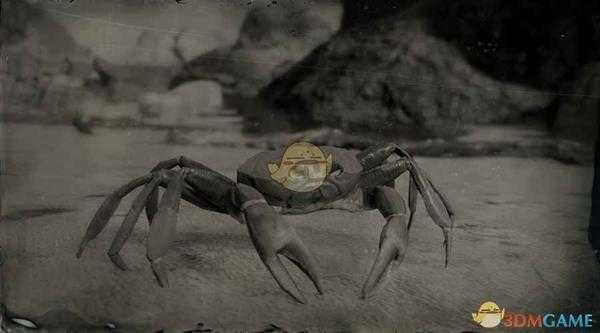 《荒野大镖客2》古巴陆蟹图鉴一览