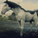 《荒野大镖客2》灰色欧维欧毛色美国花马属性一览