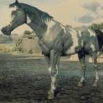 《荒野大镖客2》白斑毛色美国花马属性一览