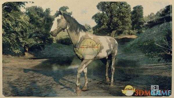 《荒野大镖客2》托比亚诺毛色美国花马属性一览