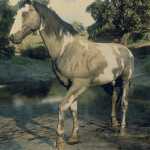 《荒野大镖客2》托比亚诺毛色美国花马属性一览