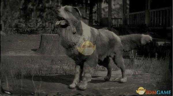 《荒野大镖客2》边境牧羊犬图鉴一览