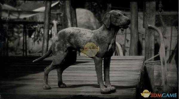 《荒野大镖客2》卡他豪拉豹犬图鉴一览