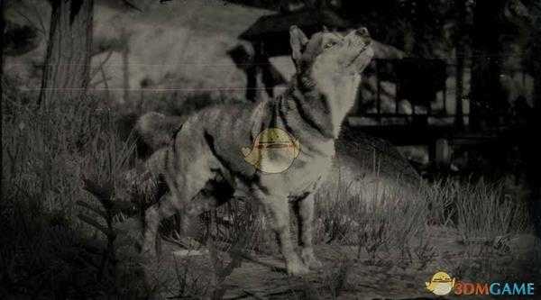 《荒野大镖客2》西伯利亚雪橇犬图鉴一览