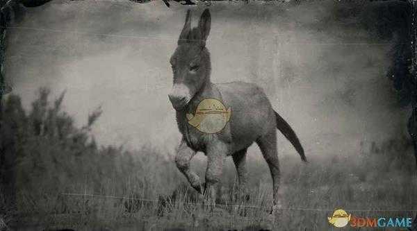 《荒野大镖客2》普通驴图鉴一览