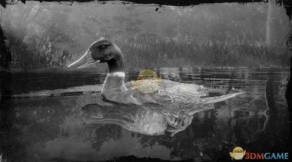 《荒野大镖客2》绿头鸭图鉴一览