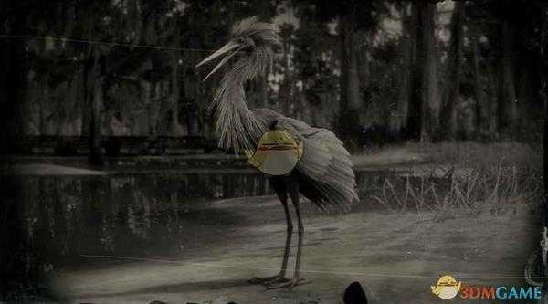 《荒野大镖客2》棕颈鹭图鉴一览