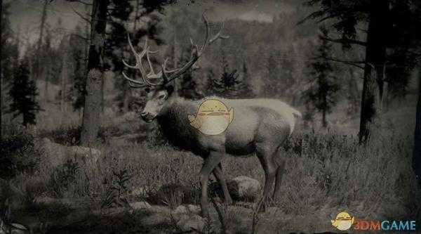 《荒野大镖客2》落基山脉公麋鹿图鉴一览