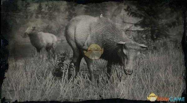 《荒野大镖客2》落基山脉母麋鹿图鉴一览