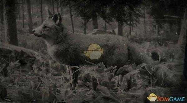 《荒野大镖客2》美国灰狐图鉴一览