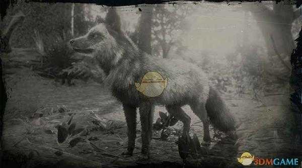 《荒野大镖客2》银狐图鉴一览