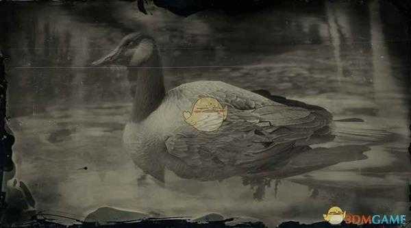 《荒野大镖客2》加拿大大雁图鉴一览